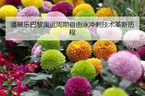 潘展乐巴黎奥运周期自由泳冲刺技术革新历程